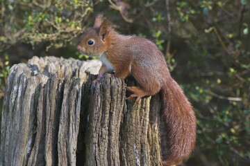 Young squirrel (Sciurus vulgaris) on tree trunk, Emsland, Lower Saxony, Germany, Europe
