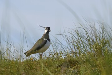 Northern lapwing (Vanellus vanellus), standing in the grass on a dune, Texel, North Holland,...