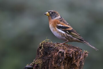 Brambling (Fringilla montifringilla), Emsland, Lower Saxony, Germany, Europe