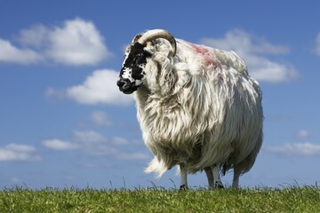 Domestic long-haired ram (Ovis gmelini aries) stands on dike against blue cloudy sky,...