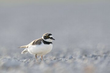 Little ringed plover (Charadrius dubius) on gravel bank, Emsland, Lower Saxony, Germany, Europe