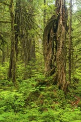 Dense vegetation in the rainforest, Olympic National Park, Washington, USA, North America