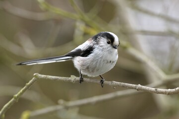 Long-tailed Tit (Aegithalos caudatus)