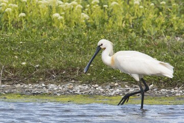 Common spoonbill (Platalea leucorodia) walking in the water, Texel, North Holland, Netherlands