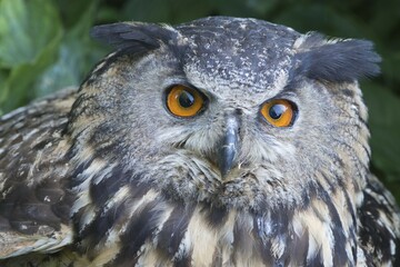 Eurasian eagle-owl (Bubo bubo), portrait, Emsland, Lower Saxony, Germany, Europe
