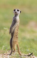 Suricate or meerkat (Suricata suricatta), guard on the lookout, rainy season with green surroundings, Kalahari Desert, Kgalagadi Transfrontier Park, South Africa, Africa