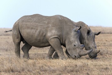 Naklejka premium White rhinoceros or square-lipped rhinoceros (Ceratotherium simum), Ol Pejeta Reserve, Kenya, Africa