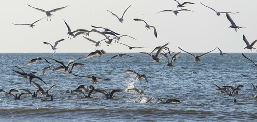 Colony of seagulls (Laridae) fishing, North Sea, Denmark, Europe