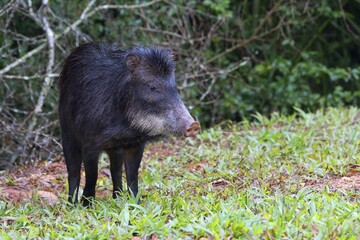 White-lipped Peccary (Tayassu pecari), Mato Grosso do Sul, Brazil, South America