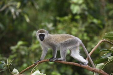 Vervet Monkey, Southern Vervet Monkey (Chlorocebus pygerythrus), Lake Manyara National Park, Tanzania, Africa