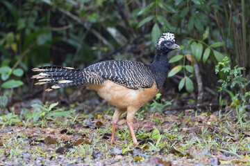 Fototapeta premium Bare-faced Curassow (Crax fasciolata), female, Mato Grosso do Sul, Brazil, South America