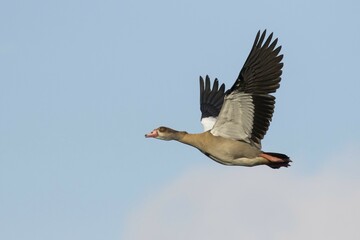 Flying Egyptian Goose (Alopochen aegyptiacus), Hesse, Germany, Europe