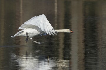 Flying Mute Swan (Cygnus olor), Hesse, Germany, Europe
