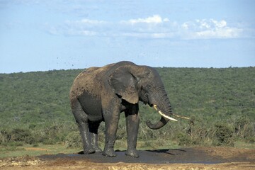 Obraz premium Elephant bull in mud Addo Elephant Park South Africa