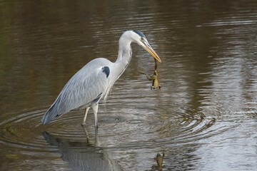 Grey Heron (Ardea cinerea) with Common Toad prey (Bufo bufo), Hesse, Germany, Europe