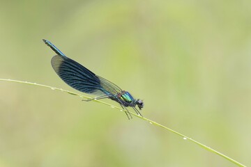 Male banded demoiselle (Calopteryx splendens) on reed stem, Hesse, Germany, Europe