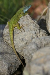 European green lizard (Lacerta viridis), male in mating dress, breeding plumage, sunning on rocks, Balaton Uplands National Park, Balaton Felvidéki Nemzeti Park, Hungary, Europe