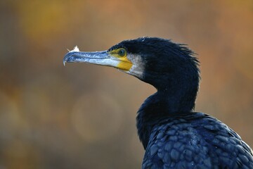 Great cormorant (Phalacrocorax carbo), animal portrait, Baden-Württemberg, Germany, Europe