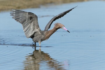 Reddish Egret (Egretta rufescens), foraging in the water, Sanibel, Florida, USA, North America