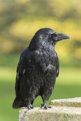 Carrion Crow (Corvus corone)