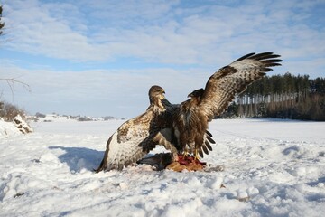 Common buzzards (Buteo buteo) in dispute over a brown hare, Allgaeu region, Bavaria, Germany, Europe
