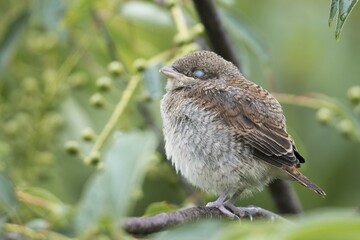 Young Red-backed shrike (Lanius collurio), sleeping in the bushes, Emsland, Lower Saxony, Germany, Europe