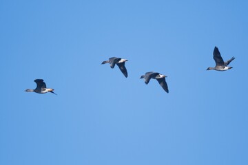Bean Geese (Anser fabalis), group, flying, Emsland, Lower Saxony, Germany, Europe