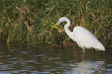 Great egret (Casmerodius albus), standing in water, Emsland, Lower Saxony, Germany, Europe