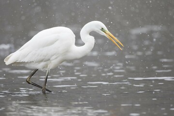 Great egret (Ardea alba) in shallow water foraging, snowfall, Hesse, Germany, Europe
