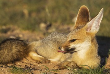 Cape Fox (Vulpes chama), resting at its burrow, is about to yawn, Kalahari Desert, Kgalagadi Transfrontier Park, South Africa, Africa