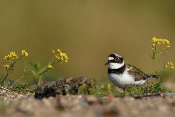 Little ringed plover (Charadrius dubius) on a gravel bank, Middle Elbe Biosphere Reserve, Saxony-Anhalt, Germany, Europe
