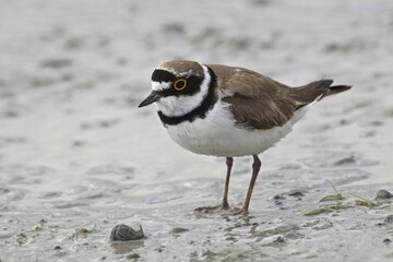 Little Ringed Plover (Charadrius dubius), Burgenland, Austria, Europa, Europe