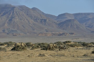 Desert elephants or African elephants (Loxodonta africana), in the dry riverbed of the Huab, Damaraland, Namibia, Africa