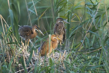 Fledged Purple herons (Ardea purpurea) in the nest in the reed, Baden-Württemberg, Germany, Europe
