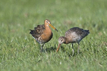 Black-tailed godwits (Limosa limosa), animal pair searching for food in a meadow, Emsland, Lower Saxony, Germany, Europe