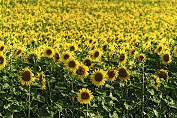 Fototapeta premium Sunflower field, Altomünster, Upper Bavaria, Bavaria, Germany, Europe