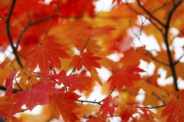 Autumn leaves, Germany, Europe