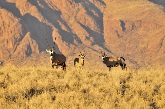 Gemsbok or gemsbuck (Oryx gazella) in the high grass of the NamibRand Nature Reserve, Namib Desert, Namibia, Africa