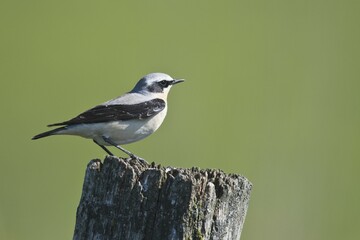 Northern wheatear (Oenanthe oenanthe), male sitting on post, Emsland, Lower Saxony, Germany, Europe