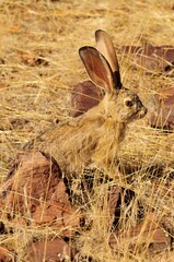 Scrub Hare (Lepus saxatilis), Mik Mountains, Damaraland, Namibia, Africa