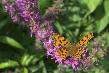Comma (Polygonia c-album), North Rhine-Westphalia, Germany, Europe