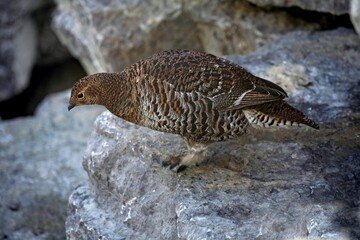 Black Grouse (Tetrao tetrix), hen, Alpine Zoo Innsbruck, Tyrol, Austria, Europe
