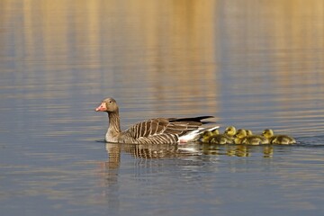 Greylag goose (Anser anser) with chicks, Germany, Europe