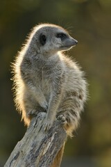 Fototapeta premium Meerkat (Suricata suricatta), sitting on a branch against the light, captive, Germany, Europe