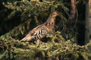 North American Spruce Grouse (Falcipennis canadensis), female, Northwest Territory, Canada, North America