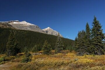 Trail on glacial lake Bow Lake, Banff National Park, Canadian Rockies, Alberta Province, Canada,...