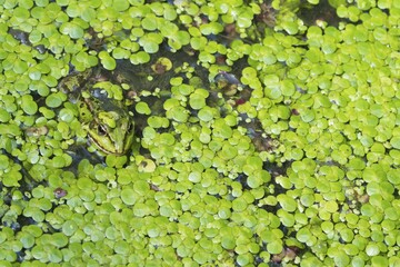 Water frog, Green frog (Rana esculenta) hiding in the water between small duckweed (Lemna minor), camouflage, Hesse, Germany, Europe