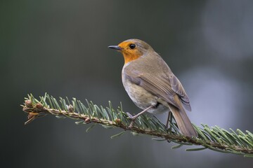European robin (Erithacus rubecula), sits on fir branch, Emsland, Lower Saxony, Germany, Europe