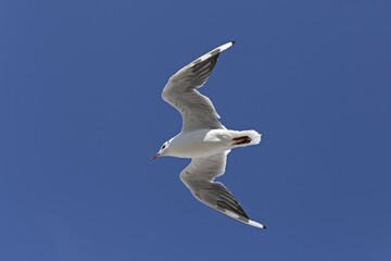 Flying Black-headed gull (Chroicocephalus ridibundus) in winter plumage, Mecklenburg-Western Pomerania, Germany, Europe