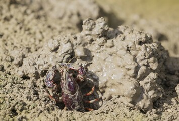 Red Swamp Crayfish (Procambarus clarkii), invasive species from North America, excavating its burrow at the edge of a flooded rice field, environs of the Ebro Delta Nature Reserve, Tarragona province, Catalonia, Spain, Europe